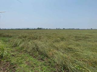 ขายที่ดินนา เพชรบูรณ์ อำเภอหนองไผ่ ผู้เช่าพร้อม ทำเลน่าลงทุน
