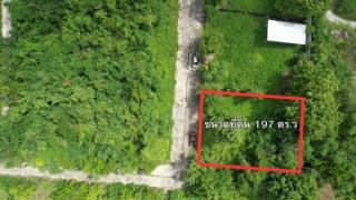 ขายที่ดิน 197 ตร.ว. เพียง 1.576 ล้านบาท | ราคา 8,000 บาท/ตร.ว. | เหมาะสร้างบ้านและลงทุน
