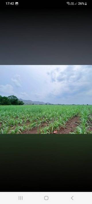 ขายด่วน ขายถูก ที่ดินอำเภอหนองม่วง จังหวัดลพบุรี เนื้อที่ 14 ไร่